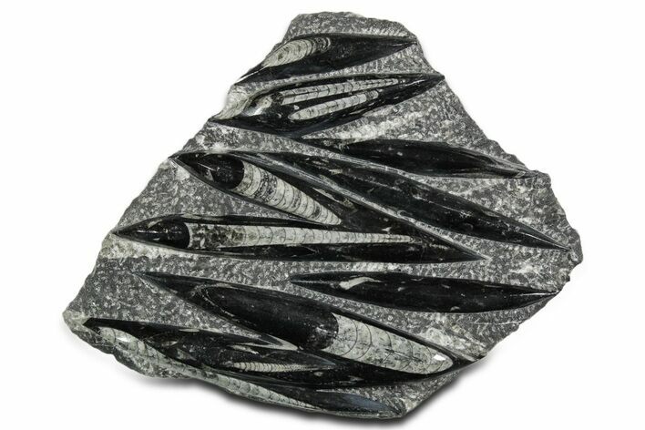 Polished Fossil Orthoceras (Cephalopod) Plate - Morocco #348439